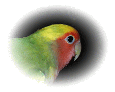 �{�N�̂��C�ɓ���́A�u�����Ձv������