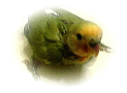�������L