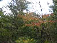 紅葉も始まってました。