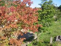 紅葉が色づいてました。