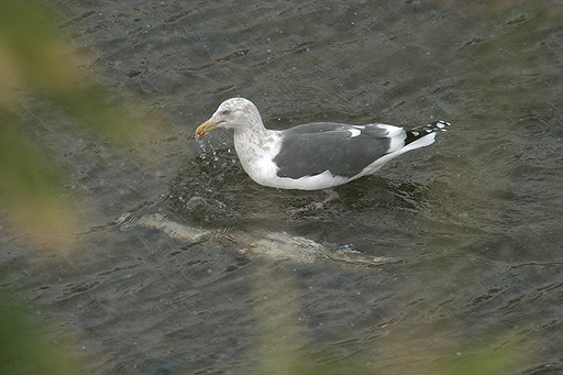 �N���b�N����Ɗg��ʐ^