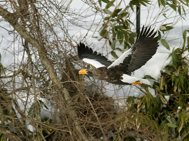 �N���b�N����Ɗg��ʐ^