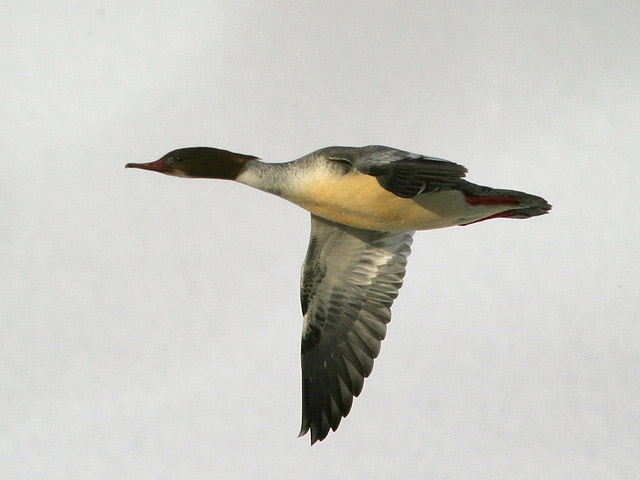 �N���b�N����Ɗg��ʐ^