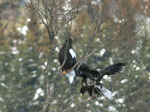 �N���b�N����Ɗg��ʐ^