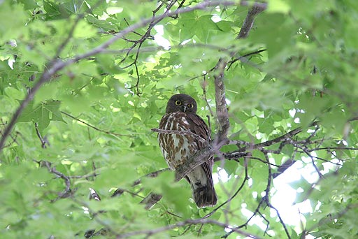 �A�I�o�Y�N�̃I�X