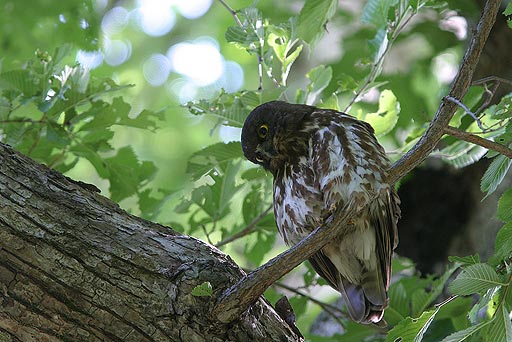 �{���͖�����ł���H�@(^^�U