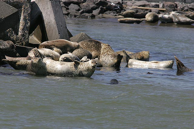 �N���b�N�ōX�Ɋg��