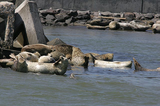 �N���b�N�ōX�Ɋg��