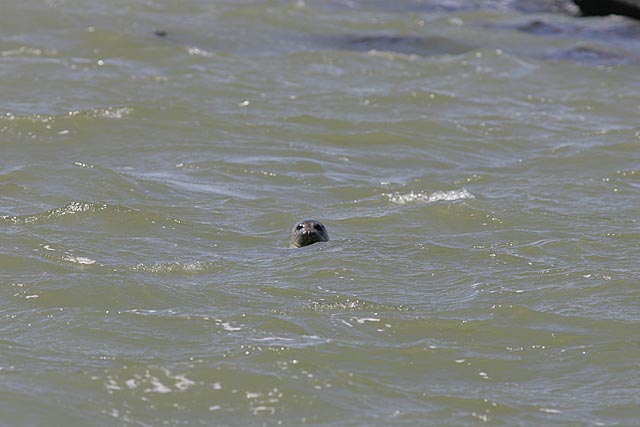 �N���b�N�ōX�Ɋg��