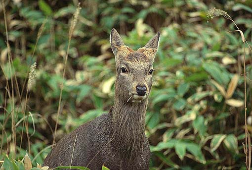 �����̃G�]�V�J