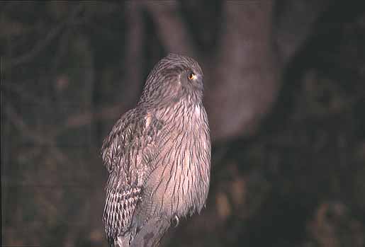 �V�}�t�N���E