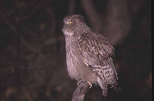 �V�}�t�N���E