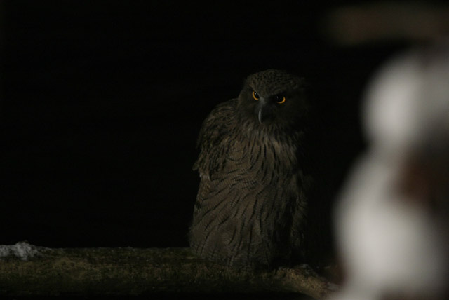 �N���b�N����Ɗg��ʐ^