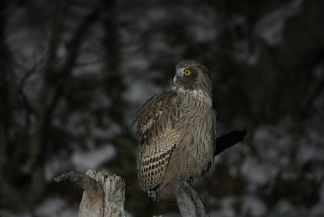 �N���b�N����Ɗg��ʐ^