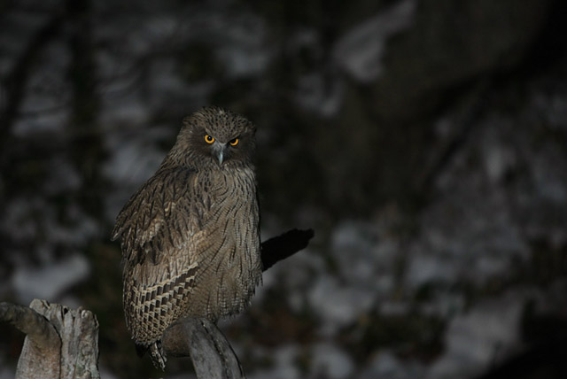 �N���b�N����Ɗg��ʐ^