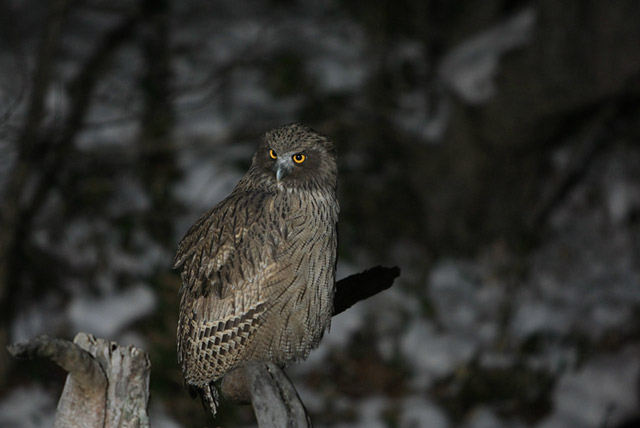 �N���b�N����Ɗg��ʐ^