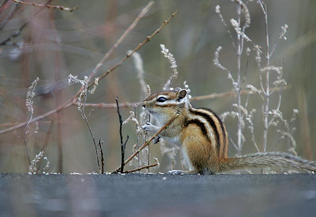 �����u���O���O�v