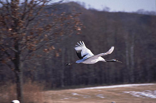 �����Ԑ�