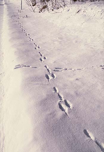 �G�]���L�E�T�M�̑��ՁB�������O�ɑ����Ă��Ă���B