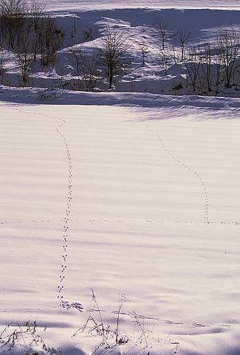 �G�]���L�E�T�M�̑���