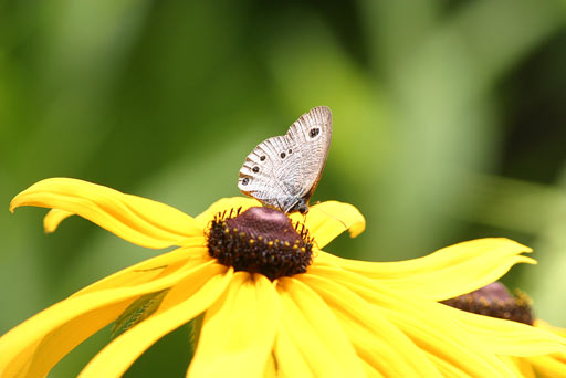 �q���E���i�~�W���m��