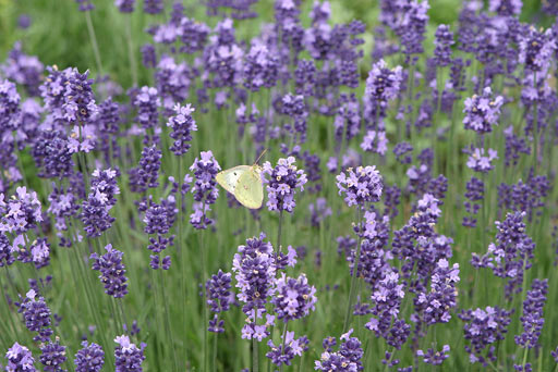 ���x���_�[�ƃ����L�`���E�i���X�j