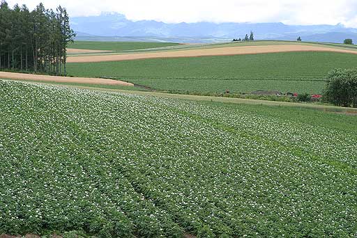 �p�b�`���[�N�̘H