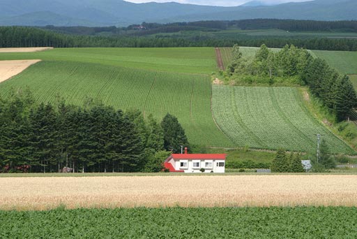 �p�b�`���[�N�̘H