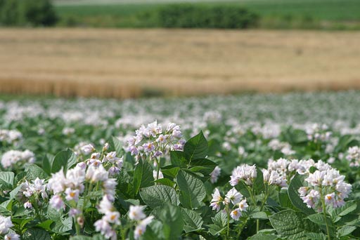 �����W���K�C���̉ԁB��ʂɍ炢���Y��ł��B