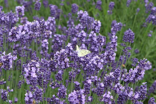 ���x���_�[�ƃ����V���`���E�B���z���Ă܂��I