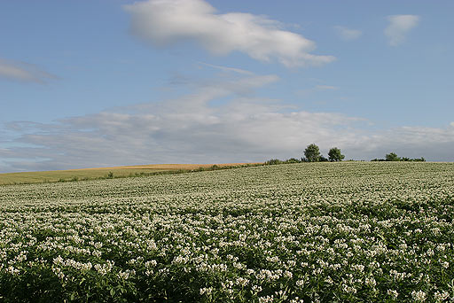 ��ʂ̃W���K�C�����Ɛ���B