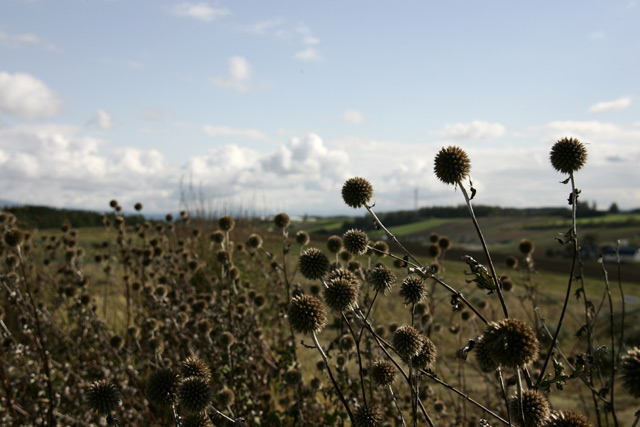 ���̉Ԃ̖��O���v���o���܂���(���j