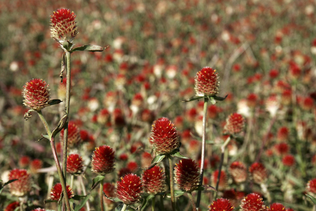 �X�g���x���[�t�B�[���h�B�����w���Ȗ��O�ł��ˁB