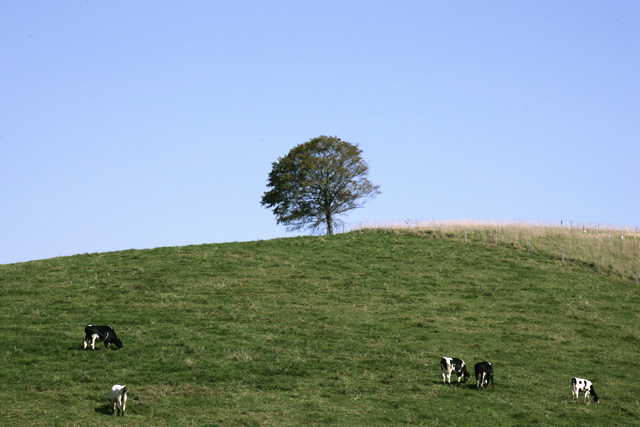 �q���A���������ł����H�Ƃ̃E�T�M�ɂ��H�ׂ����Ă��������i�΁j