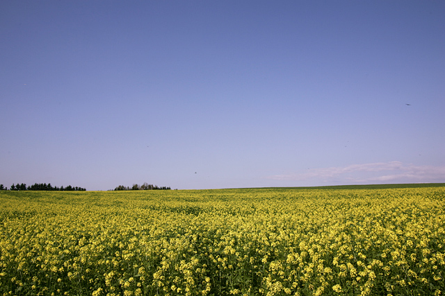 �H�H���Č����Ȃ���Ώt�̖[�������i��t���j�݂����H�I