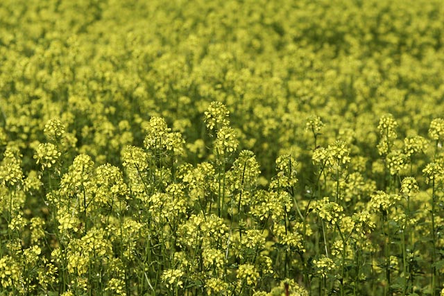 �L�K���V�̉ԁA�؂̉ԂɂɂĐ��^�ȕ��͋C�ł��ˁB