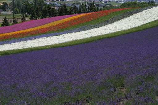 �t�@�[���x�c�A�ʂ�̔�