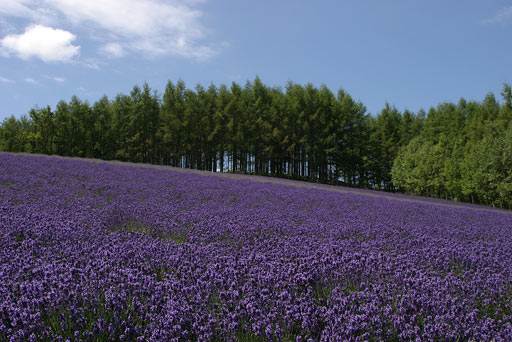 �t�@�[���x�c�A�g���f�B�V���i���E���x���_�[��