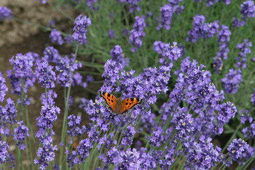 ���x���_�[�ƃq�I�h�V�`���E