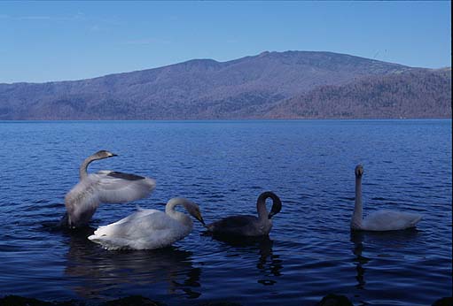 �Ίݕt�߂̔���