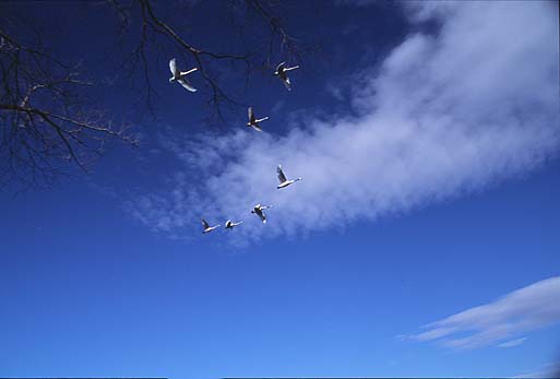 ���̔����̌Q��