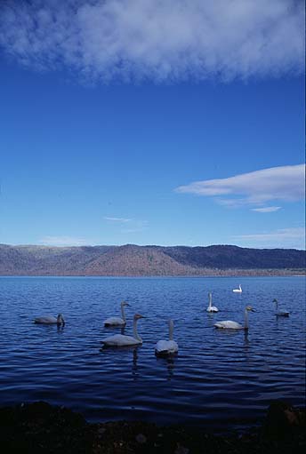 �Ίݕt�߂̔���