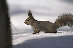 �N���b�N����Ɗg��ʐ^ ��35K