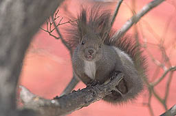 �N���b�N����Ɗg��ʐ^ ��46K