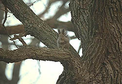 �N���b�N����Ɗg��ʐ^ ��46K