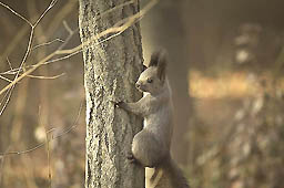 �N���b�N����Ɗg��ʐ^ ��40K