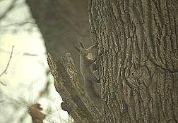 �N���b�N����Ɗg��ʐ^ ��48K