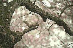 �N���b�N����Ɗg��ʐ^ ��55K