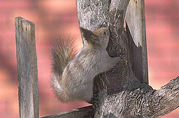 �N���b�N����Ɗg��ʐ^ ��46K