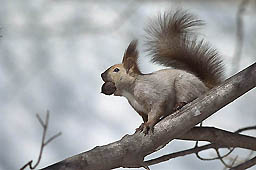 �N���b�N����Ɗg��ʐ^ ��37K